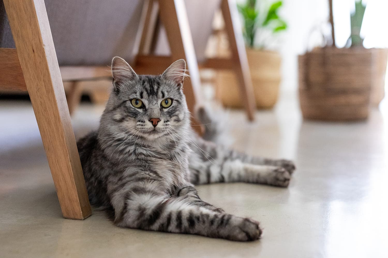 Особенности ухода за старыми кошками