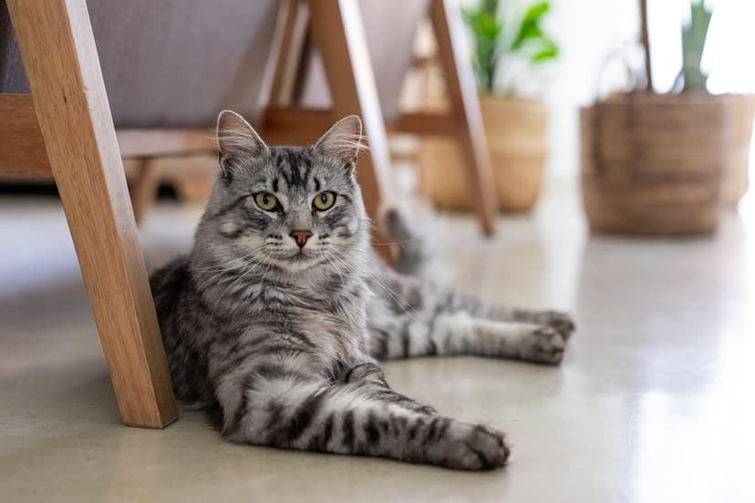 Особенности ухода за старыми кошками