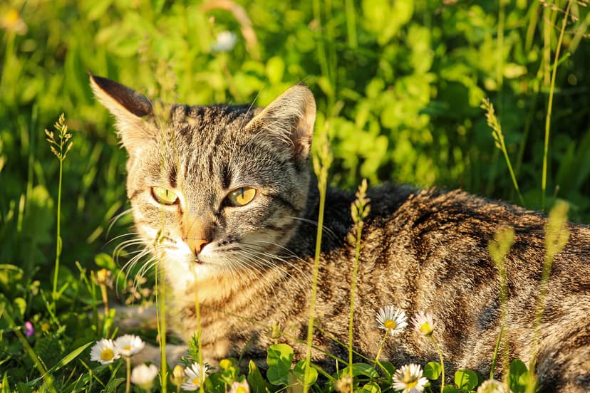 Психология кошек: основы