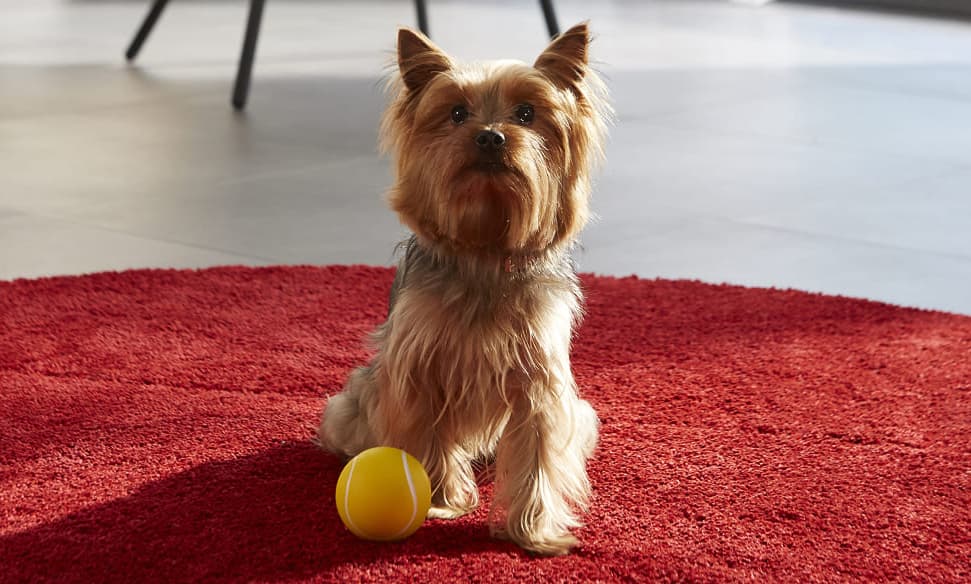 Клички для собак девочек