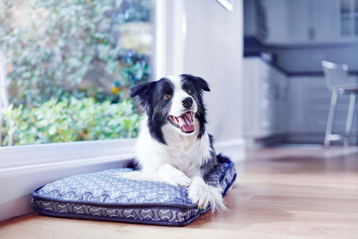 Течка у собак