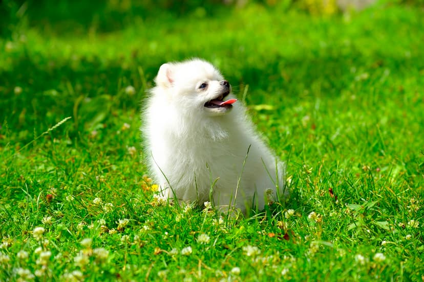 Клички и имена для шпица девочки: как назвать собаку померанского и других видов