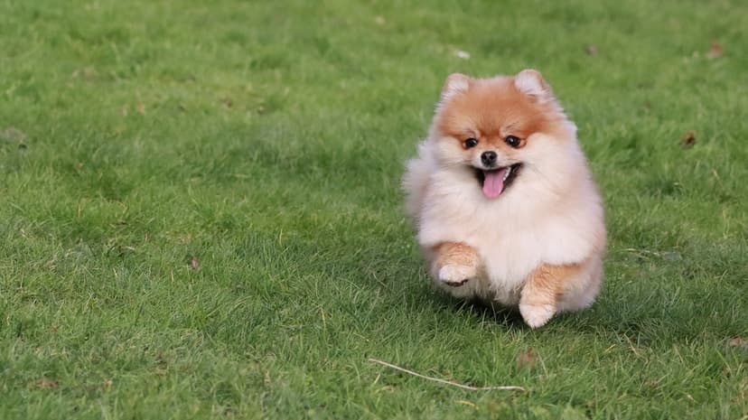 Клички и имена для шпица мальчика: как назвать собаку померанской и других разновидностей