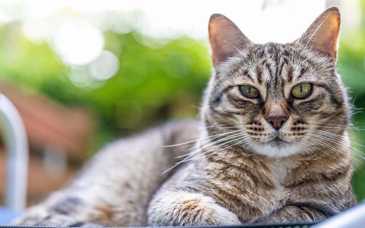 Почему кошки мурчат