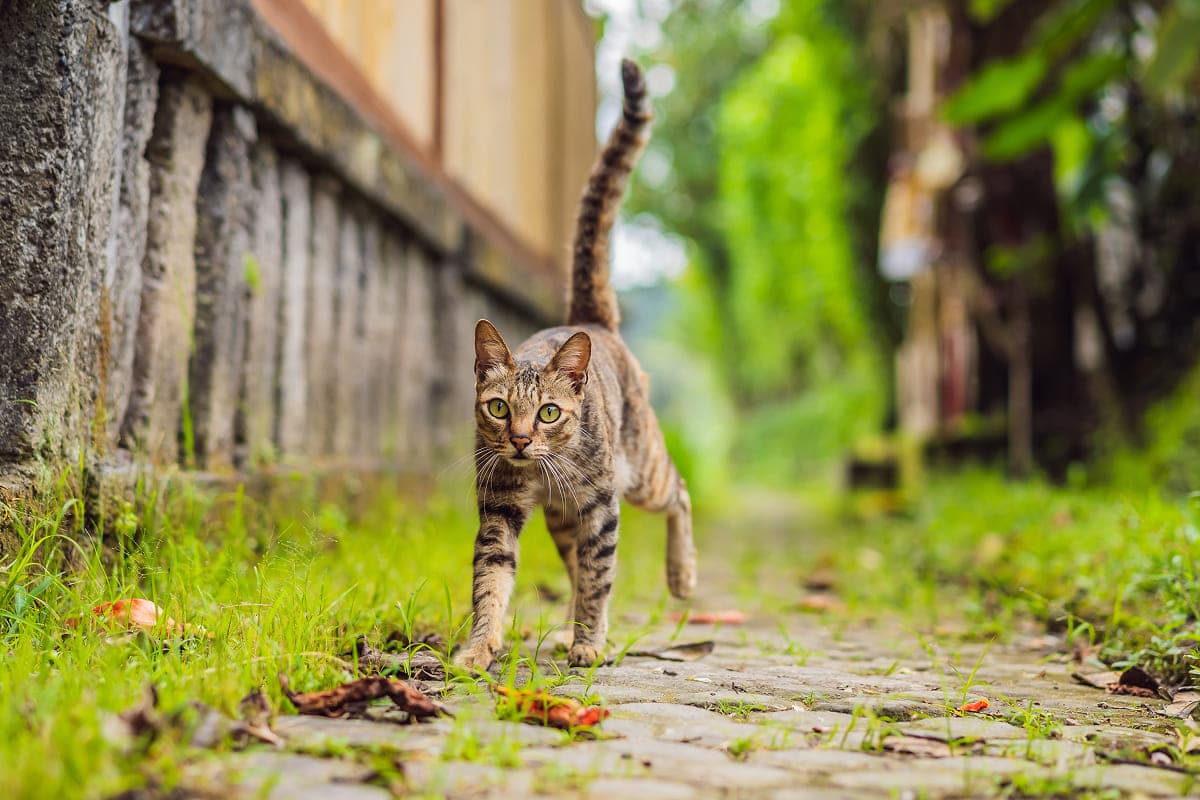 Вакцинация котят и взрослых кошек