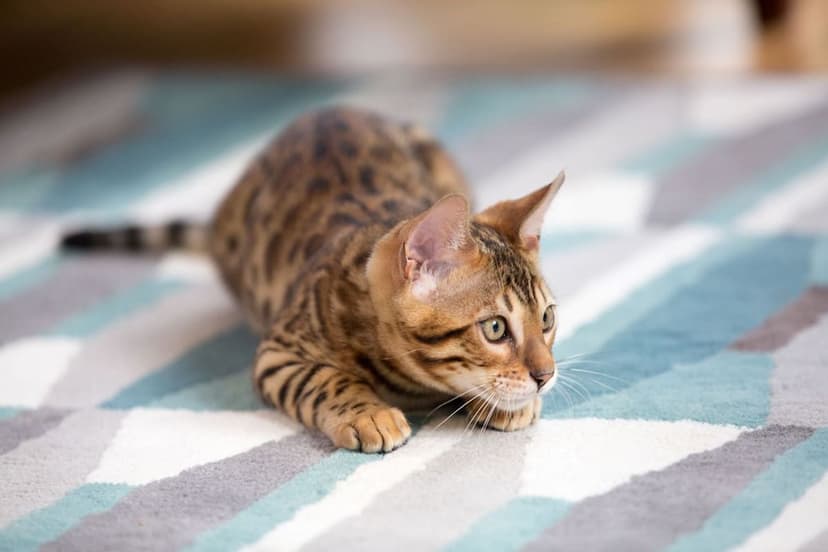 В каком возрасте кастрируют котов