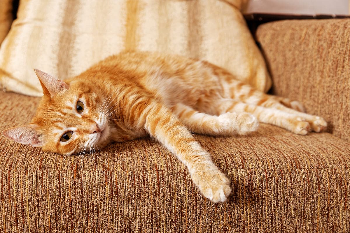 Где оставить кошку на время отпуска