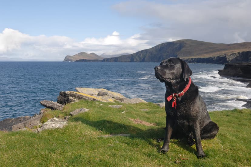 Депрессия у собак: симптомы и причины