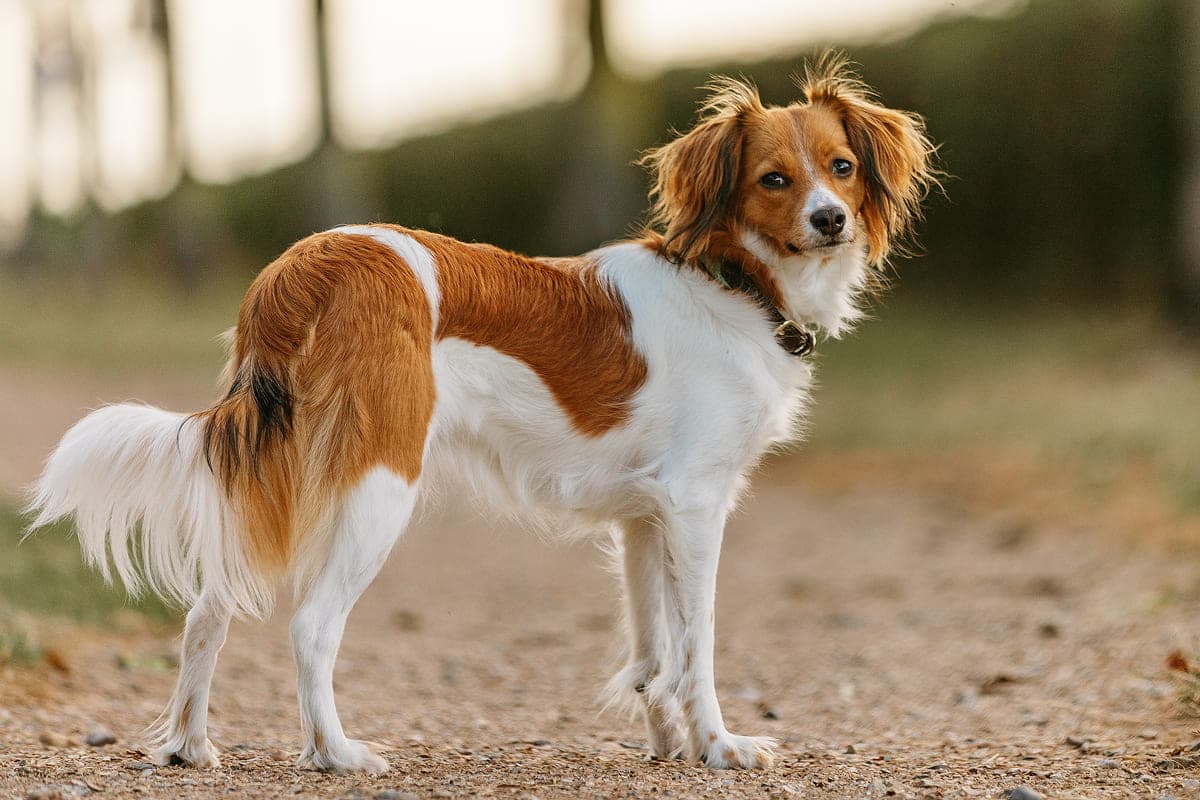 Как живут животные в приютах