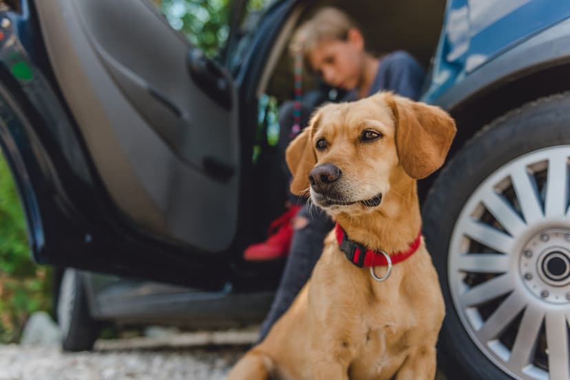 Как перевозить собаку в машине