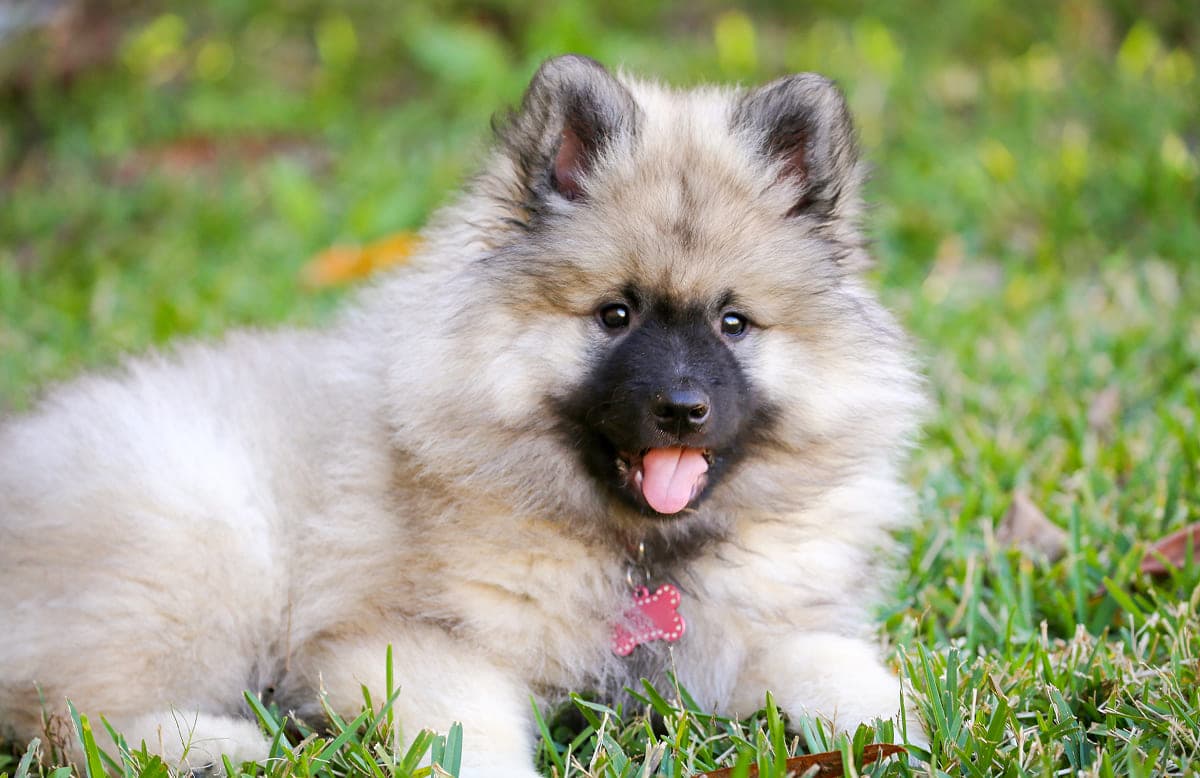 Как приучить щенка к туалету