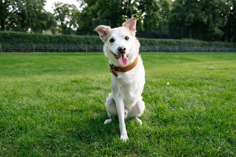 Мифы о животных инвалидах