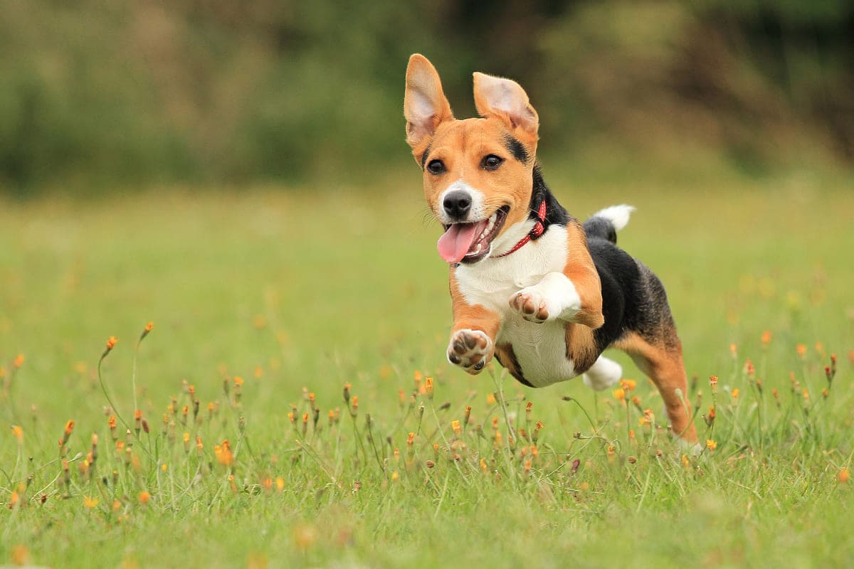 Можно ли дарить животных