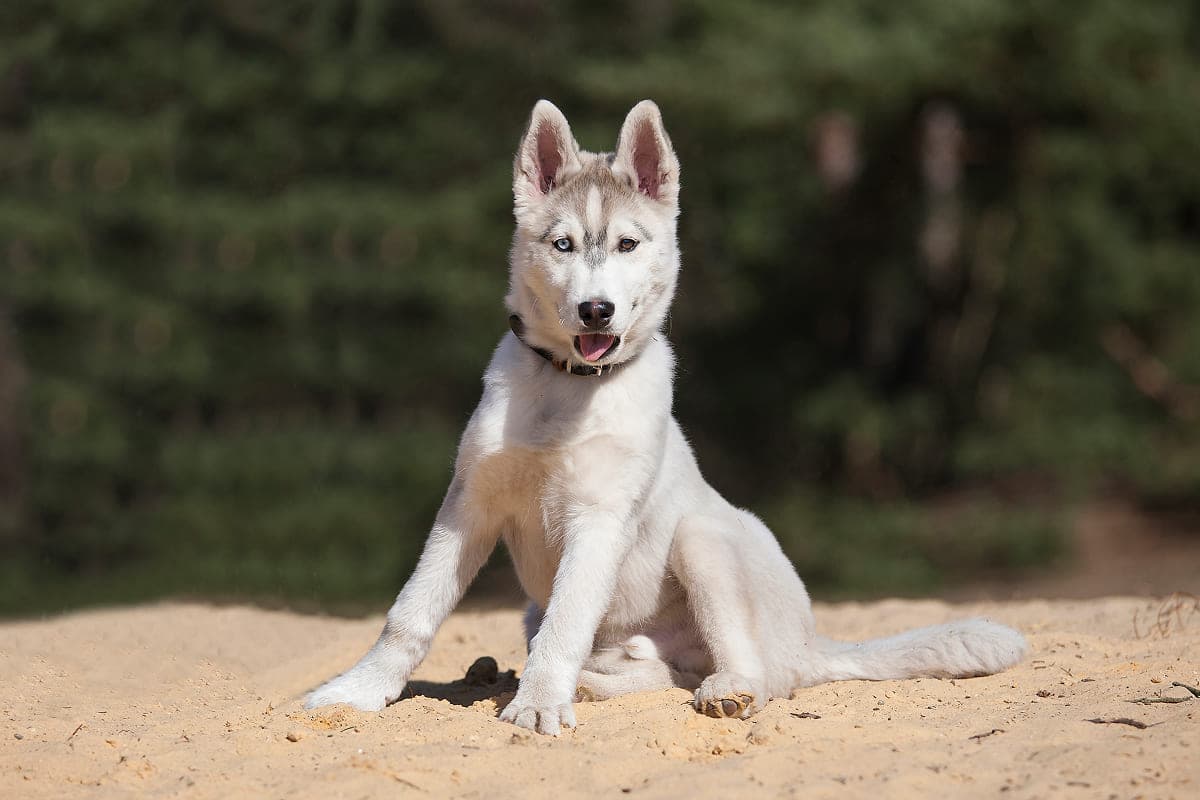 Популярные мифы о животных из приюта