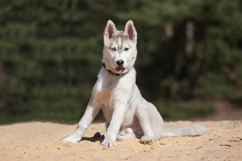 Популярные мифы о животных из приюта