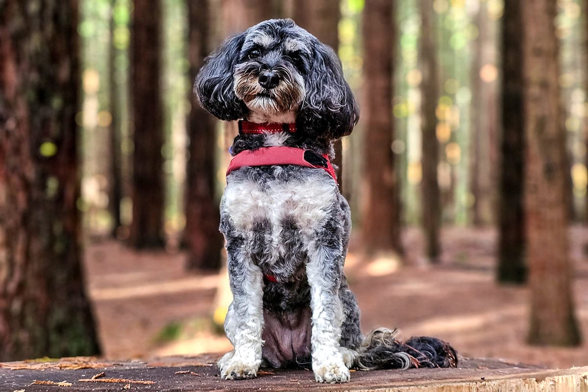 Популярные мифы о приютах для животных