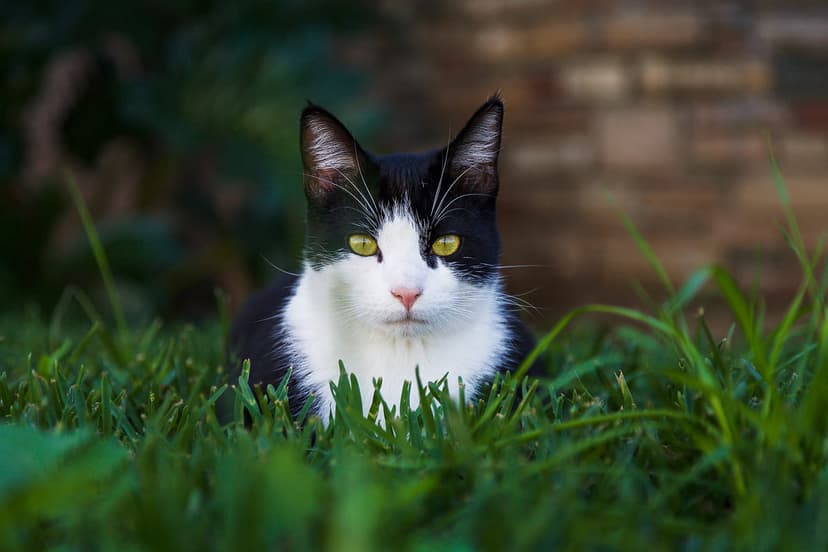 Чем опасен самовыгул для домашних кошек