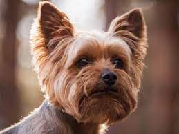 Клички для йорка девочки: как назвать и какие имена выбрать - фото