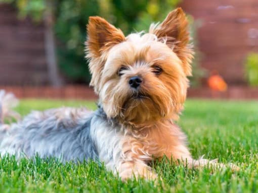 Клички для йорка: имена и как назвать любимца - фото