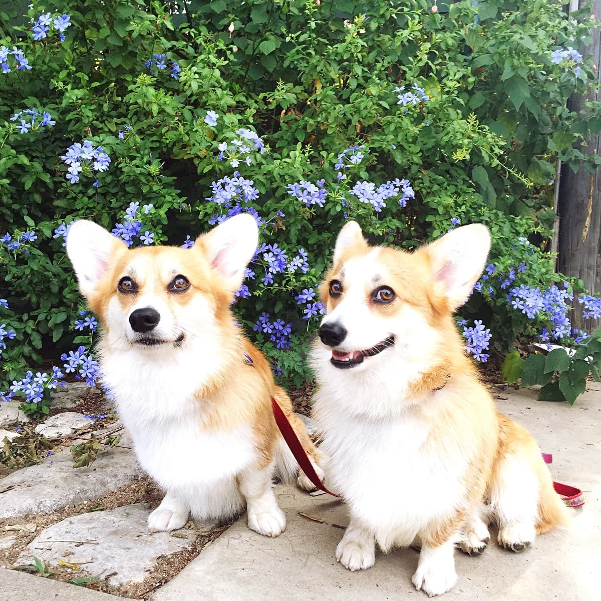 Клички для корги: имена и как назвать питомца - фото