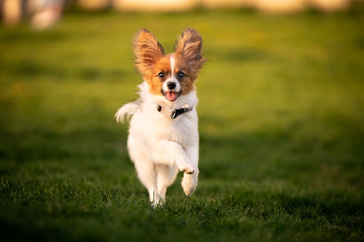 Клички собак на П: имена и как назвать питомца - фото