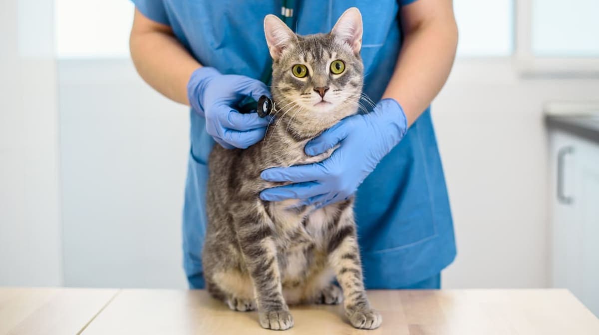 Как дать таблетку кошке