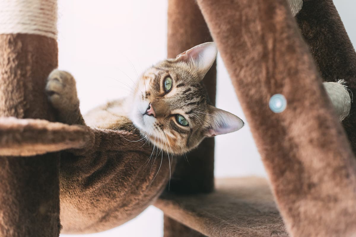 Как кошки проявляют любовь к хозяину