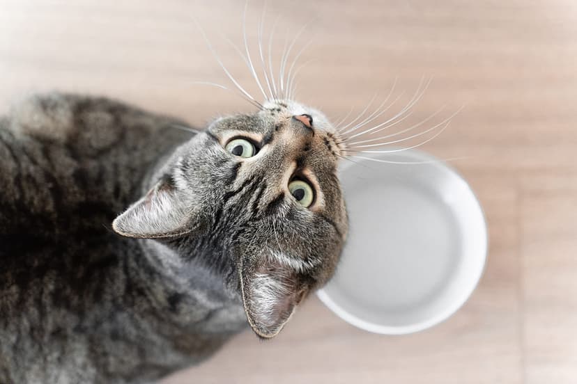 Какие корма нужны в приюты для животных