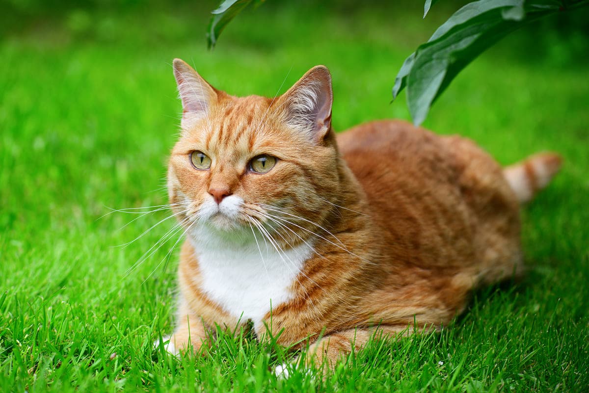 Правила безопасности при общении с бездомными животными