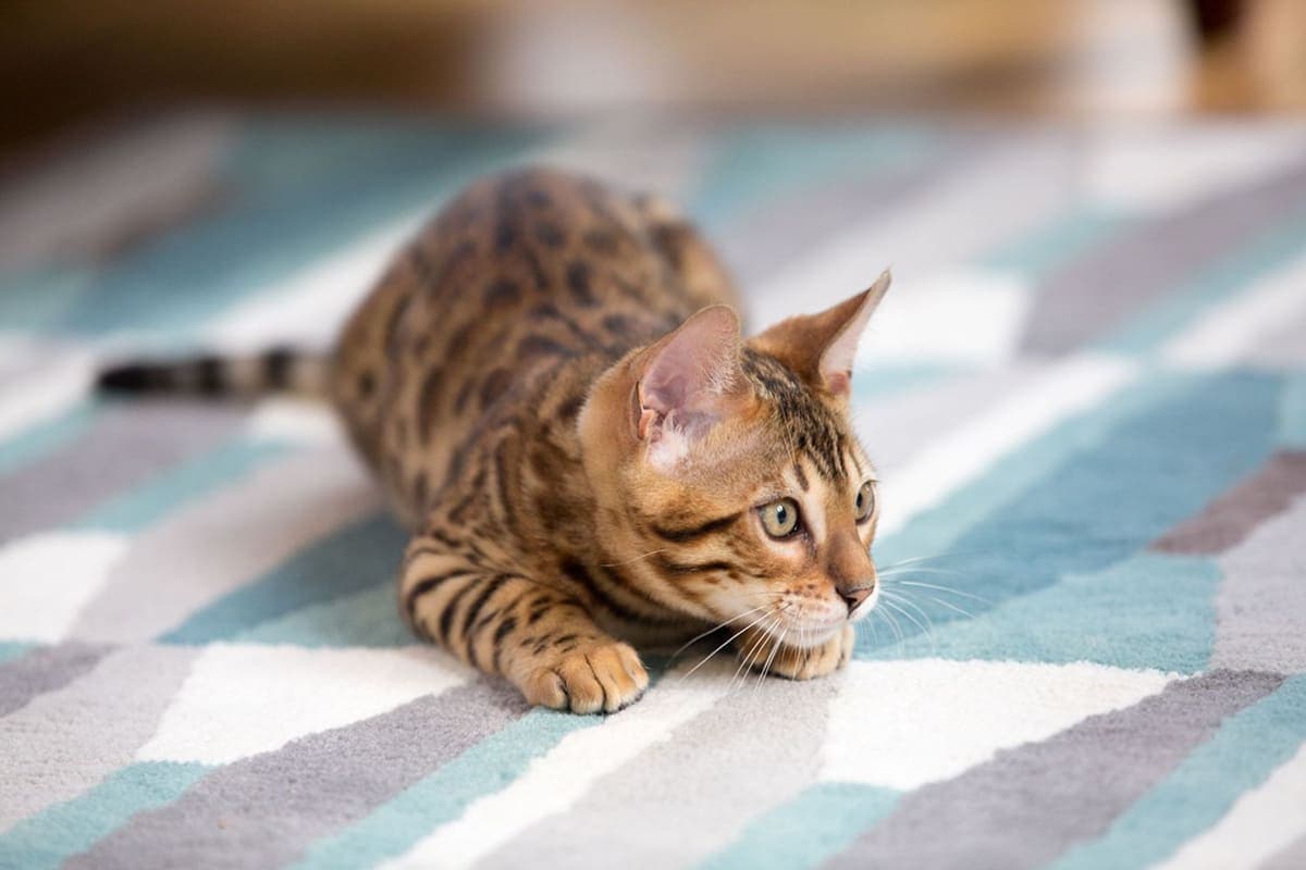 Красивые имена для кота-мальчика