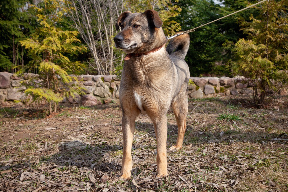 Собака вася. Собака вася. Собака вася. Рядовой вася собака. Собака вася.