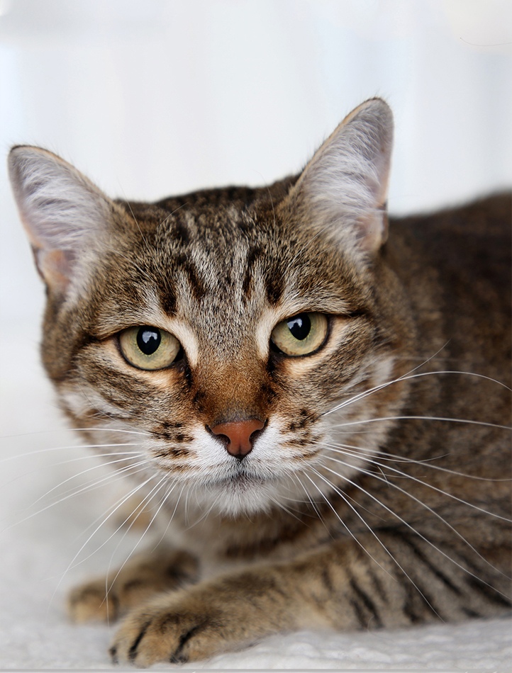 Cat cleopatra
