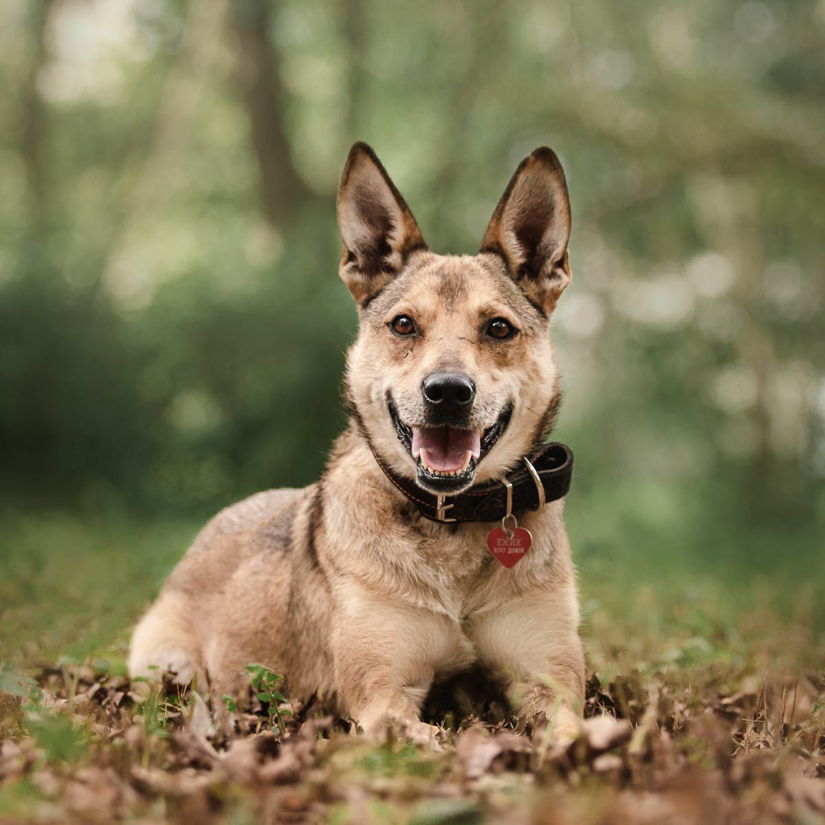 Приют дубовая роща. Дубовая роща приют 4 ряд. Собачки. Фото собаки с ежом. Собака дубу.
