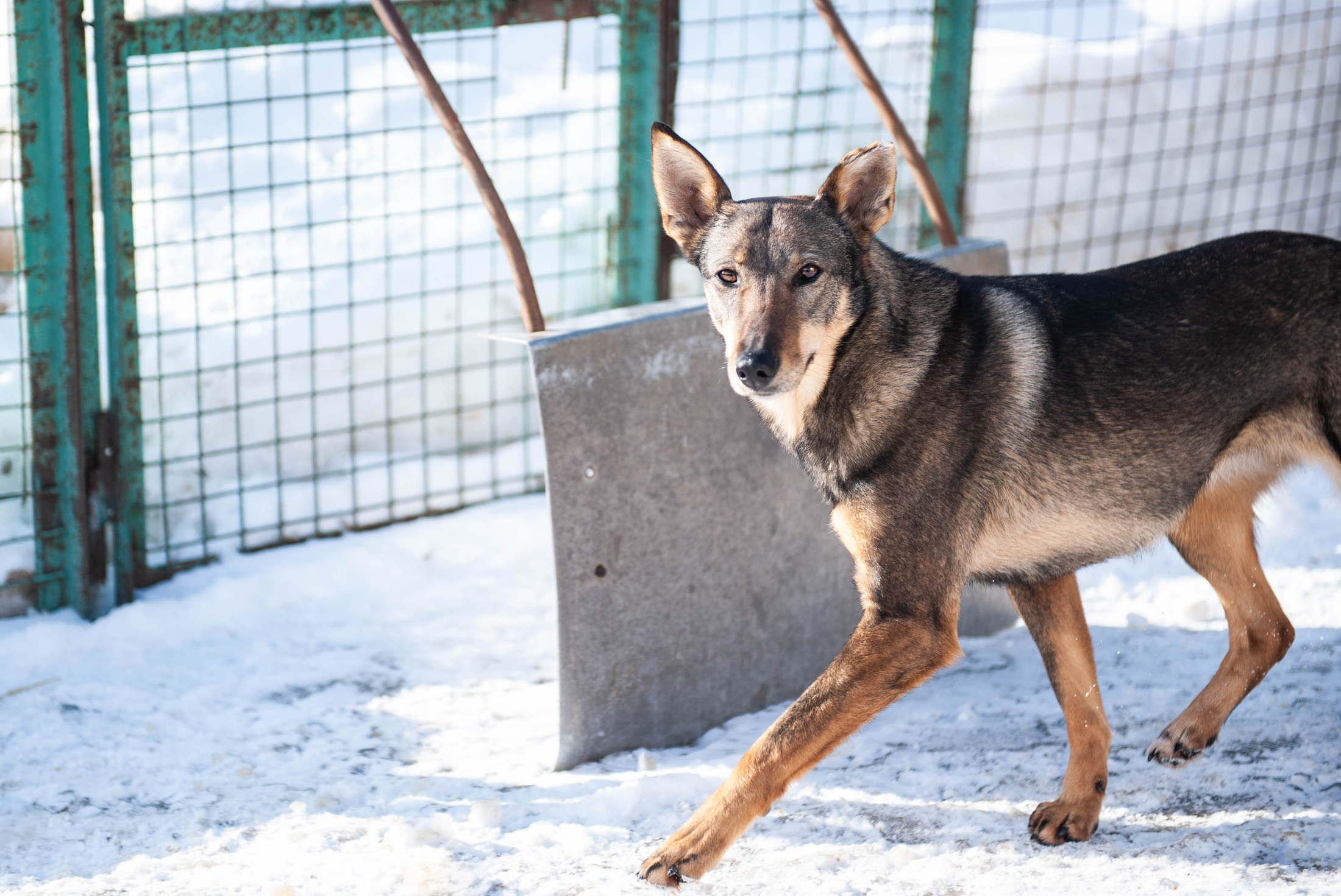 щенки уфа в добрые руки бесплатно. щенки всл. пес. собак добрые руки уфа. собак добрые руки уфа.