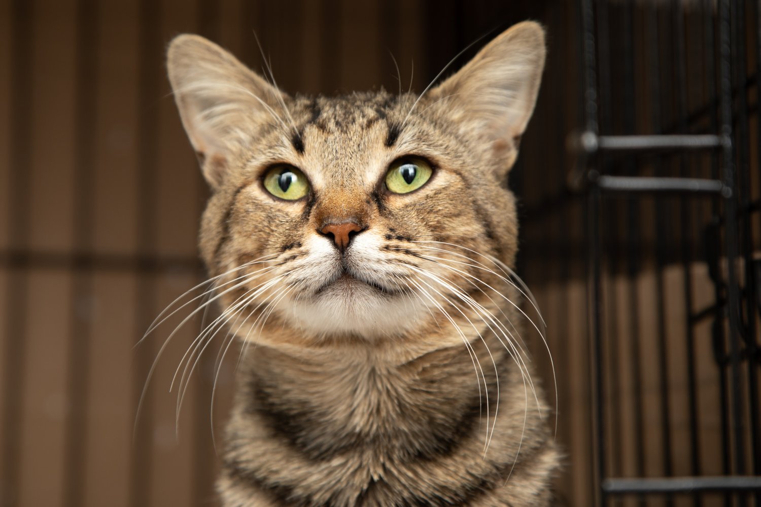 Самая громкая кошка в мире. Кот смоки. Кот. Кот смоки. Кот смоки реклама.