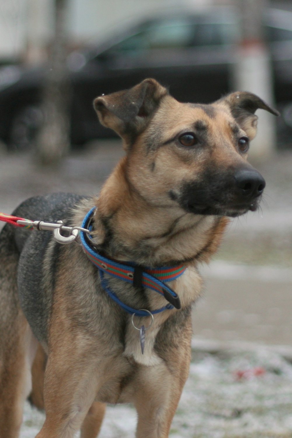 собака грей