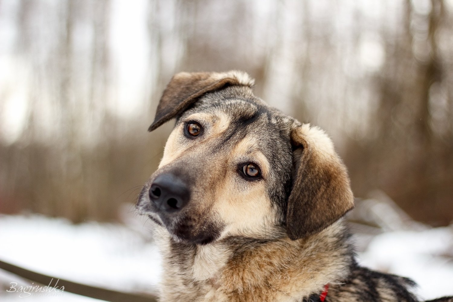 Самая преданная собака в мире. Метис порода собак. Самая добрая собака в мире фото. Чутко собаки. Пёс лежит.