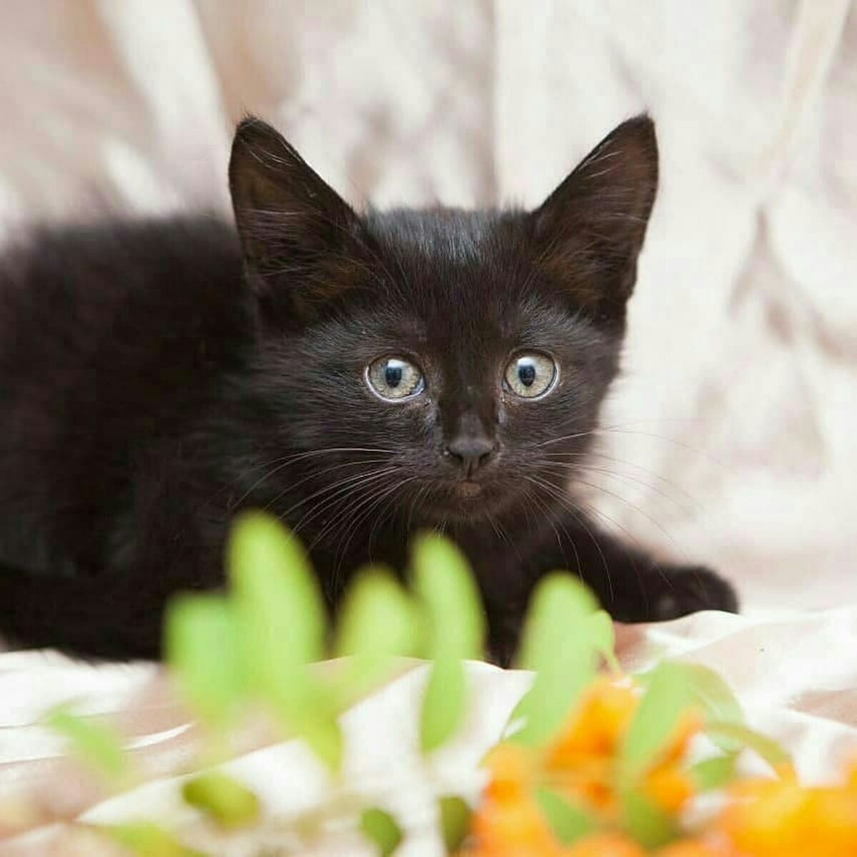 Черный котенок. Маленький черный котенок. Черненький котенок. Кошки маленькие черненькие.