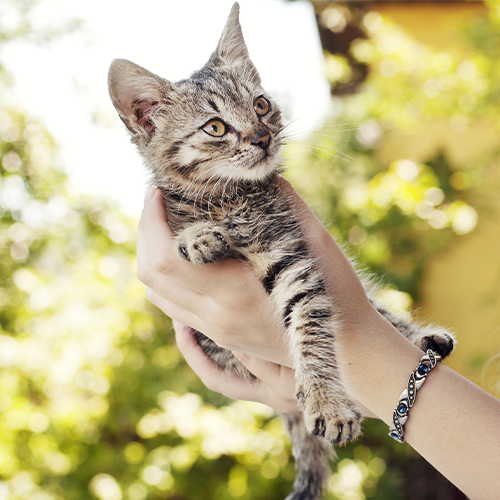 Как взять 🐈 кошку из приюта, стоит ли брать котенка - FriendForPet
