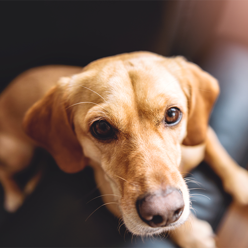 Как адаптировать щенка к новому дому: советы и рекомендации