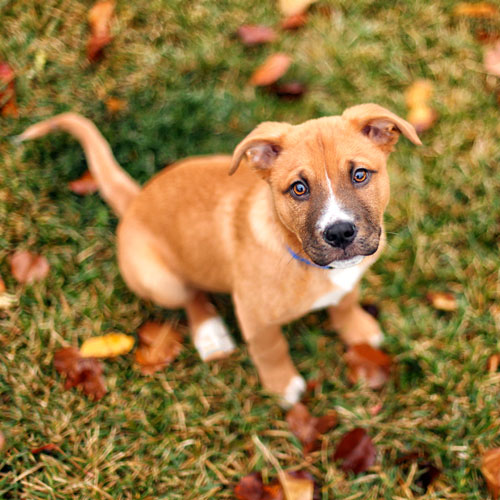 До какого возраста собака считается щенком - 🐕 FriendForPet