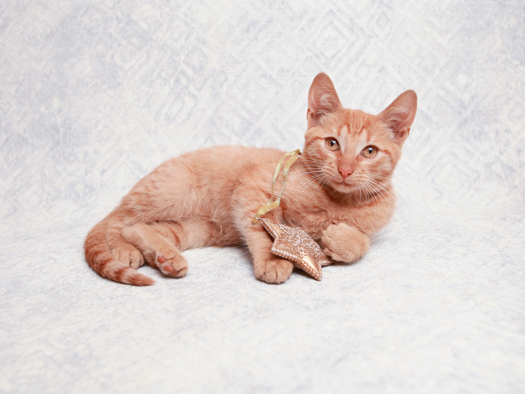 Алекс кот без лап. Алекса кот.