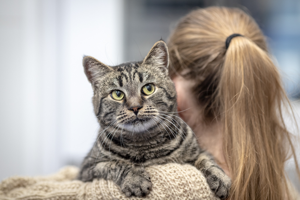 Кот Англичанин ^ᴥ^ из приюта в добрые руки — 5 лет, коты не гуляют