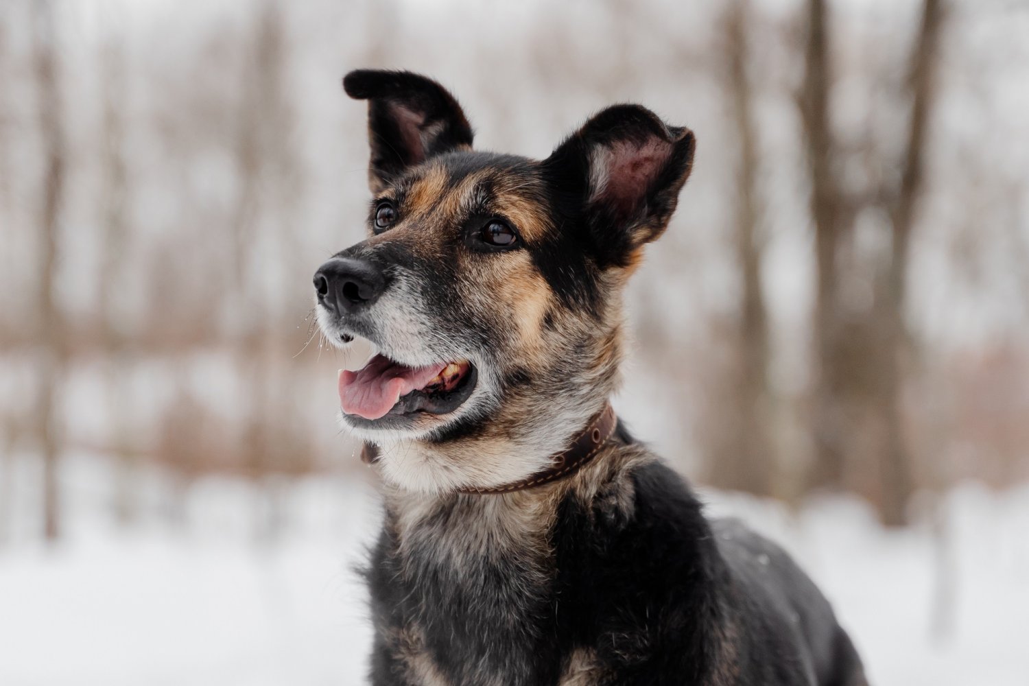 Best ошейники parfume для собак ванили. Best ошейник парфюмированный для собак банан 65см. Шампунь doctor vic с пантенол. Шампунь для собак с пантенолом свежесть океана, ваниль doctor vic 5 л. Шампунь для жесткошерстных собак и кошек 250мл doctor vic.