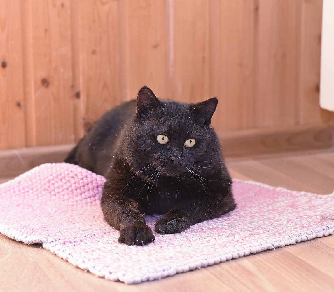 кот черчилль