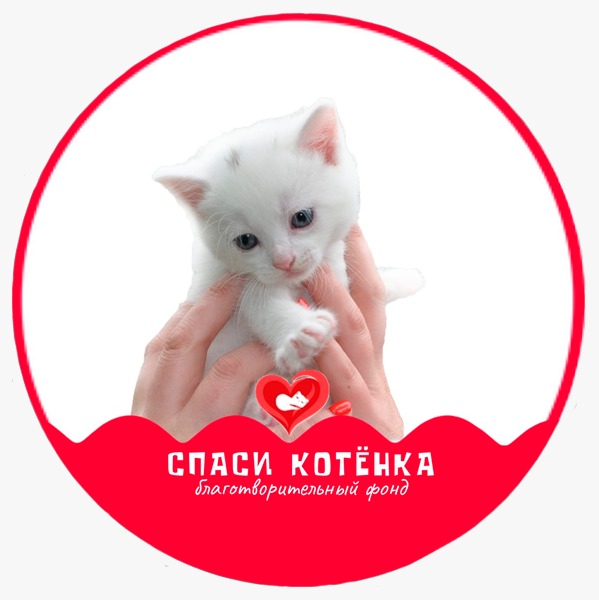 Спасите котенка картинка