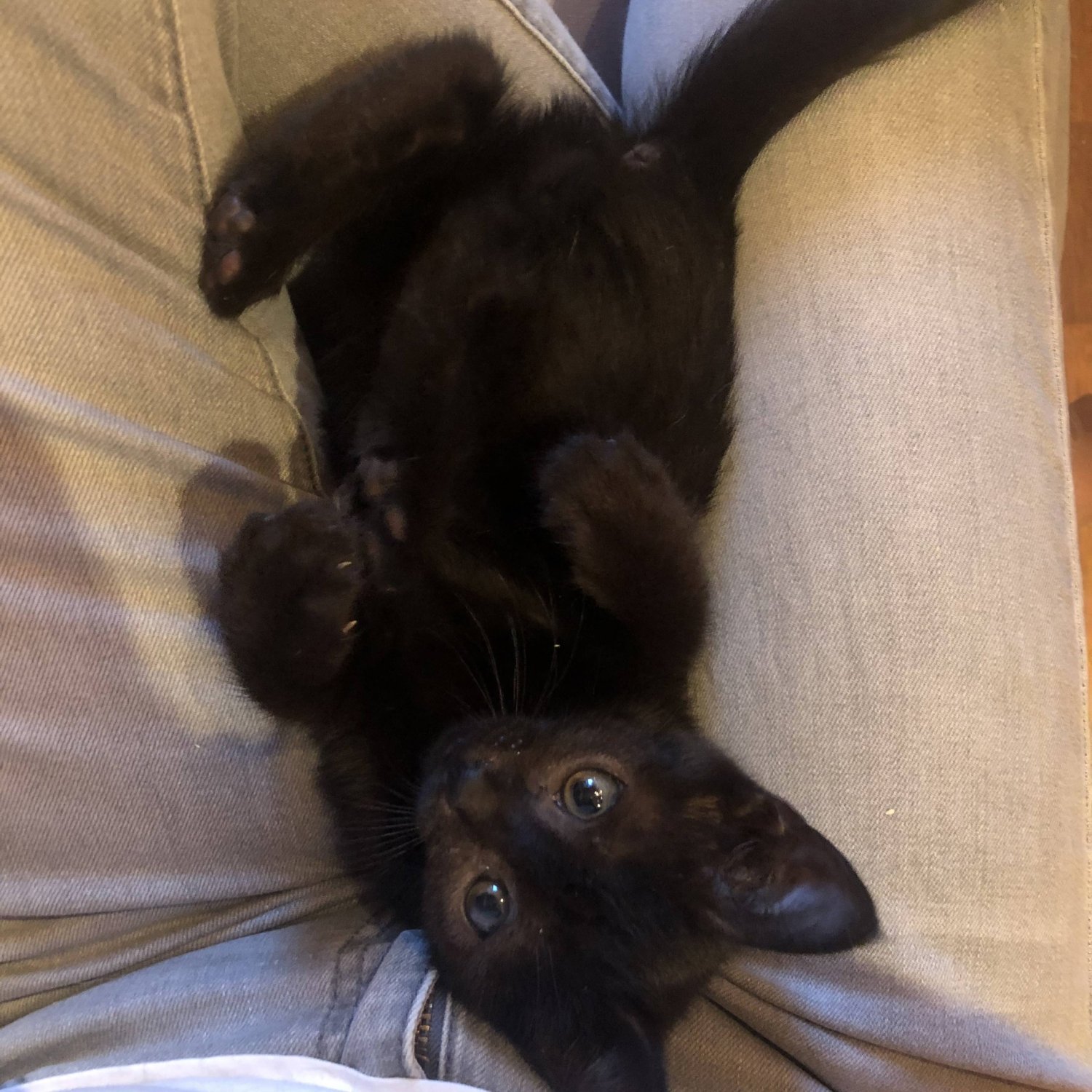 Кот Уголек ^ᴥ^ ищет заботливых хозяев — 3 года, черный, активный