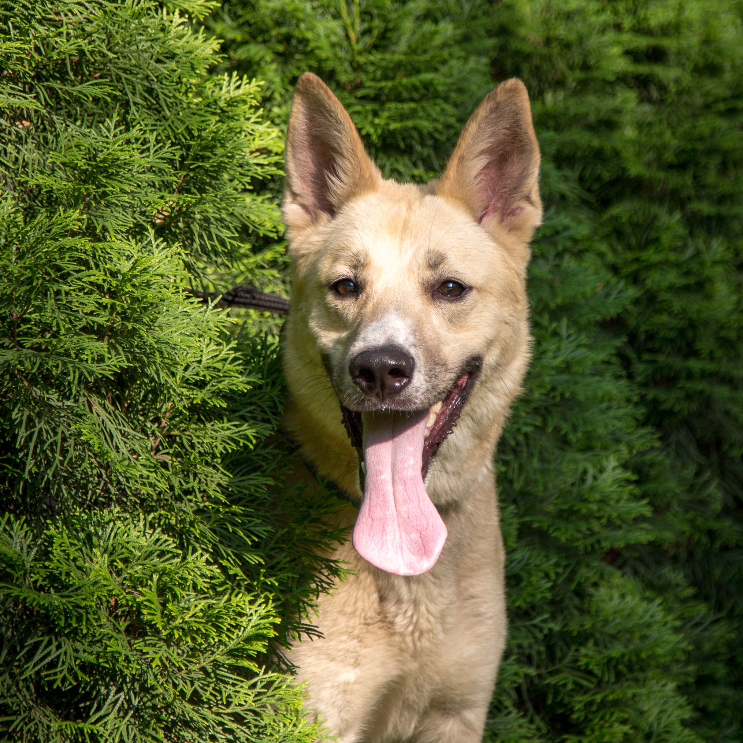 Мартин собака. Собака срочно. Недорогие собаки в воскресенске. Собака срочно. Собака срочно.