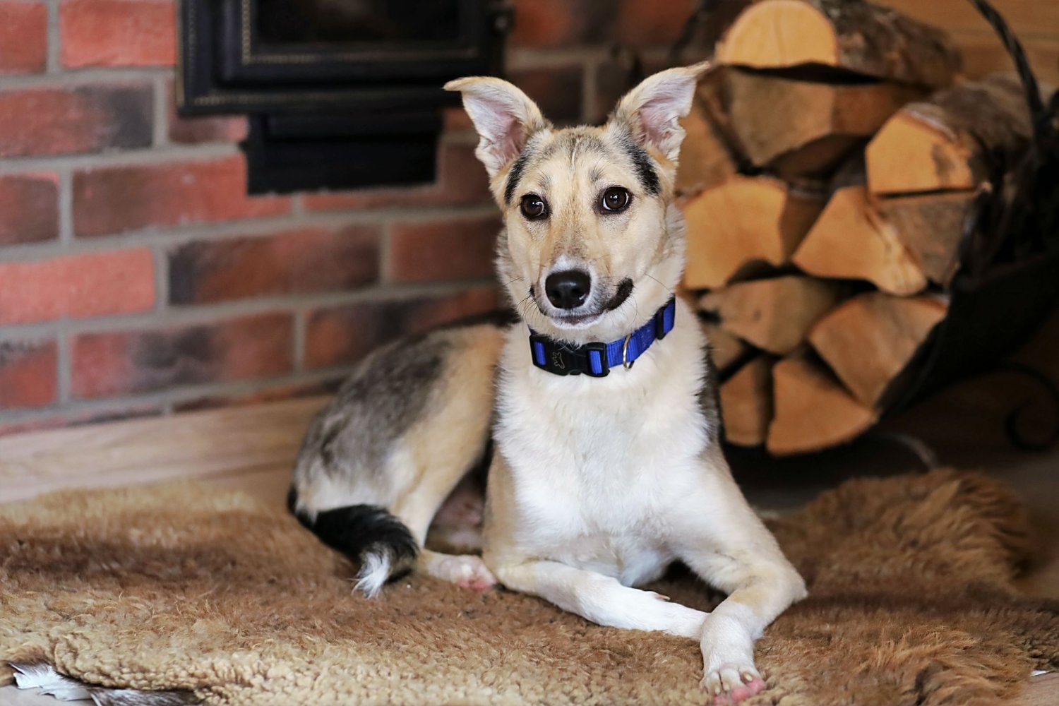 Взять собаку аренду. Шиба мем. Сиба ину собака террорист. Собака джули. Объявление собака-террорист.