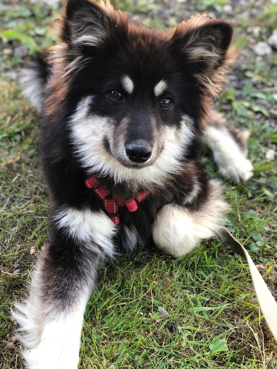 Западно сибирская лайка палевая. Ларистра хаус питомник. Животные истринского района. Идеальная собака. Животные истра.